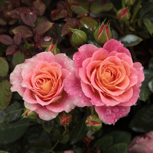 Shop - Rosa Michelle Bedrossian™ - rot-gelb - floribunda-grandiflora rosen  - duftlos - Dominique Massad - Ihre Blütenfarbe ändert sich durchgehend während des Blühens von Rot über Gelb bis Rosa.